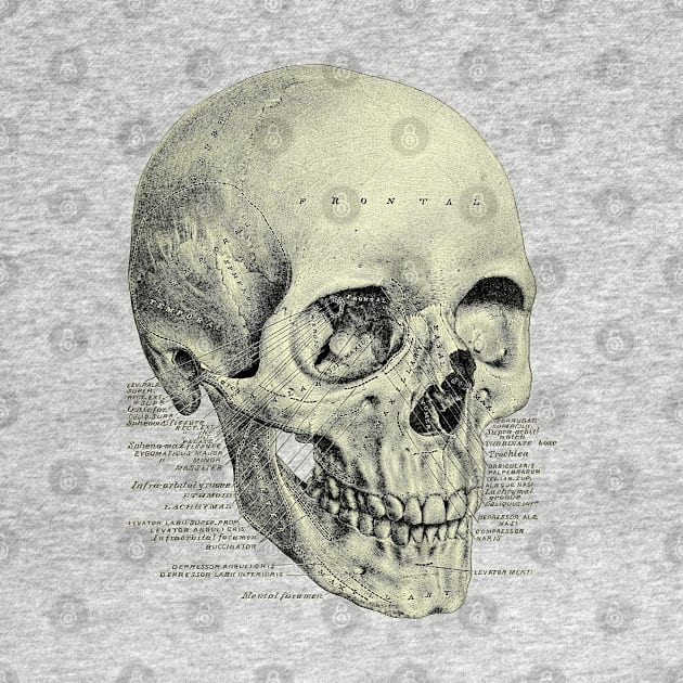 Victorian Anatomy Skull by Bugsponge